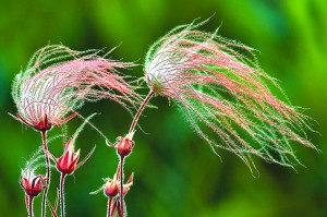 Prairie Smoke - Old Man Whiskers