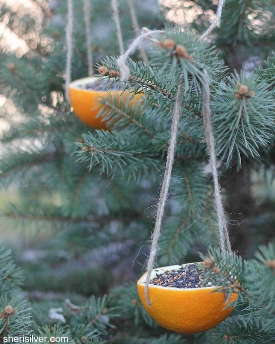 Do It Yourself: Orange Bird Feeder