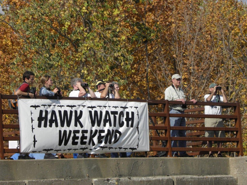 High Trestle Hawk Watch All Rights Reserved INHF