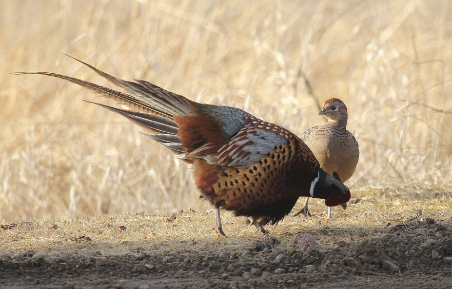 Pheasant Courtship