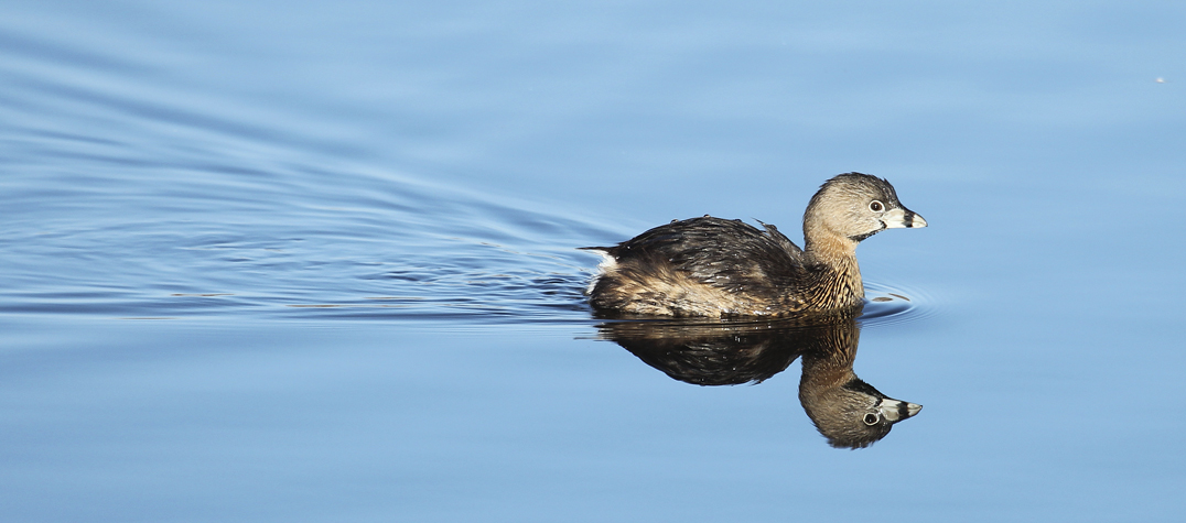 Water birds are not all ducks, geese or herons.  Less obvious but often accompanying them are pied-billed grebes.  They are about the size of the smallest ducks, but have lobed not webbed feet for swimming.  One may see a single bird or perhaps a pair, but not a large group as with many other waterfowl species. Aquatic organisms such as crayfish, insect larvae, small fish and green vegetation are their primary food source. To escape danger the birds dive underwater. One may also observe young birds riding on the backs of a parent bird just after hatching.  