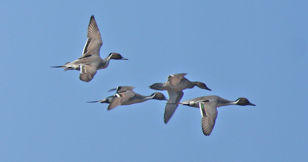 The challenge of watching ducks in flight is keeping up with the action. Dabbling ducks such as mallards, shovelers, blue-winged teal or these pintails take off vertically. Once airborne they often fly as a group, sticking together since there is safety in numbers. They will rapidly gain altitude if departing on a long flight, but if it is a short trip across the marsh, they will likely stay low and quickly drop out of sight behind emergent vegetation.