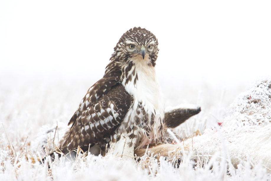 Red-tailed Hawk on deer carcass_W5N5434