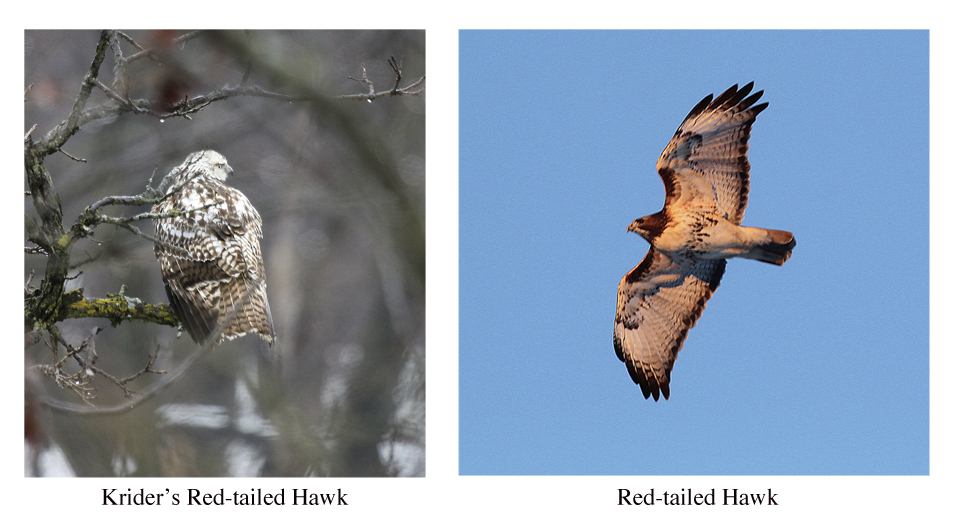 Nature Walk: Red-tailed Hawks