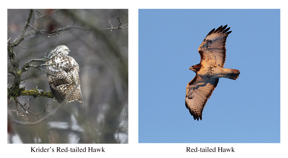 Red-tailed Hawks