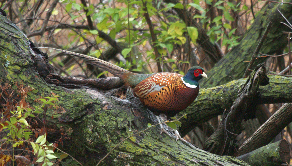 Ring-necked Pheasant All Rights Reserved Carl Kurtz