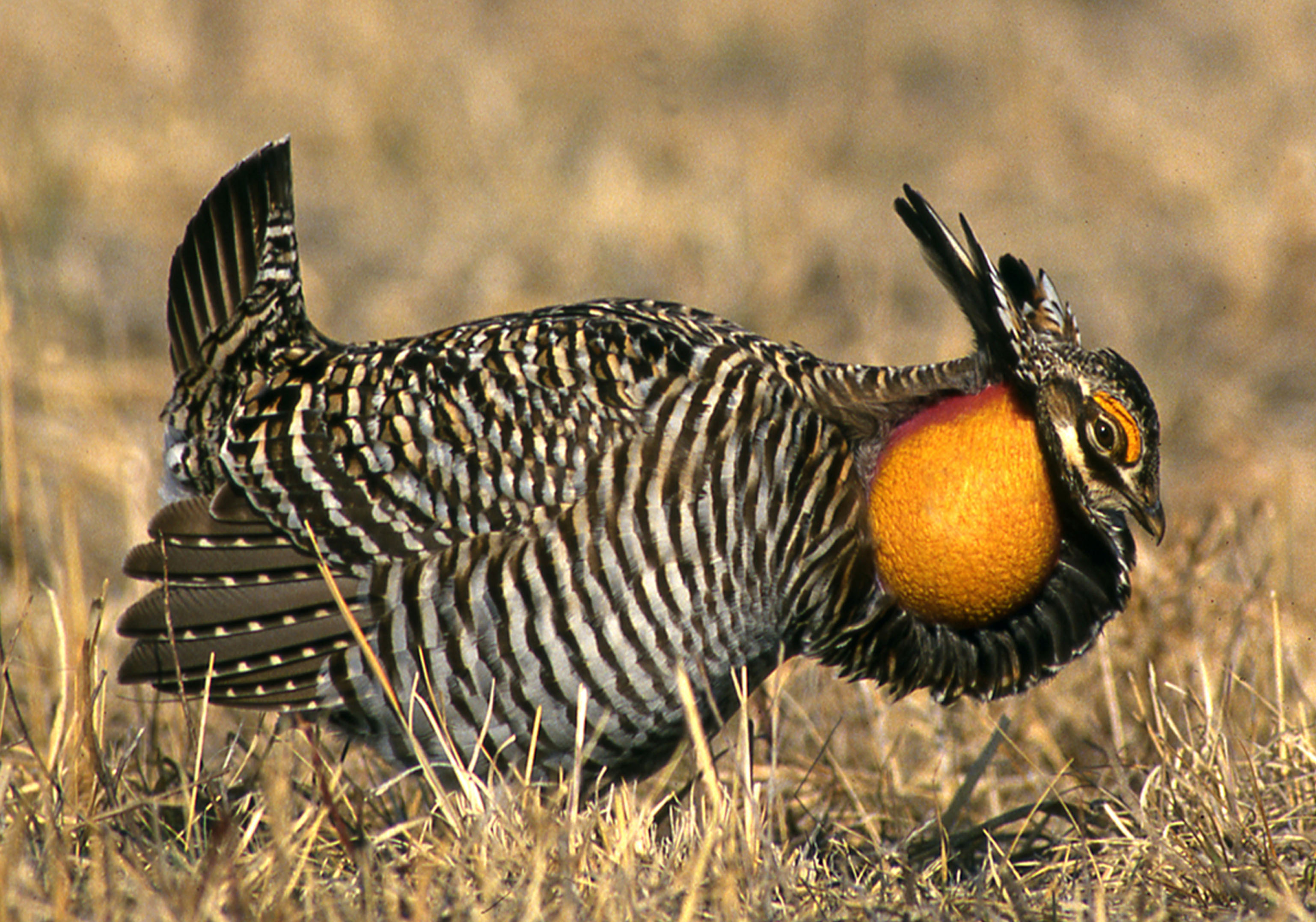 Ringgold-prairie-chicken-rogerhill