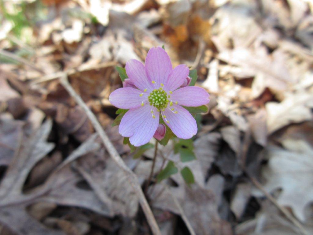 Rue anemone