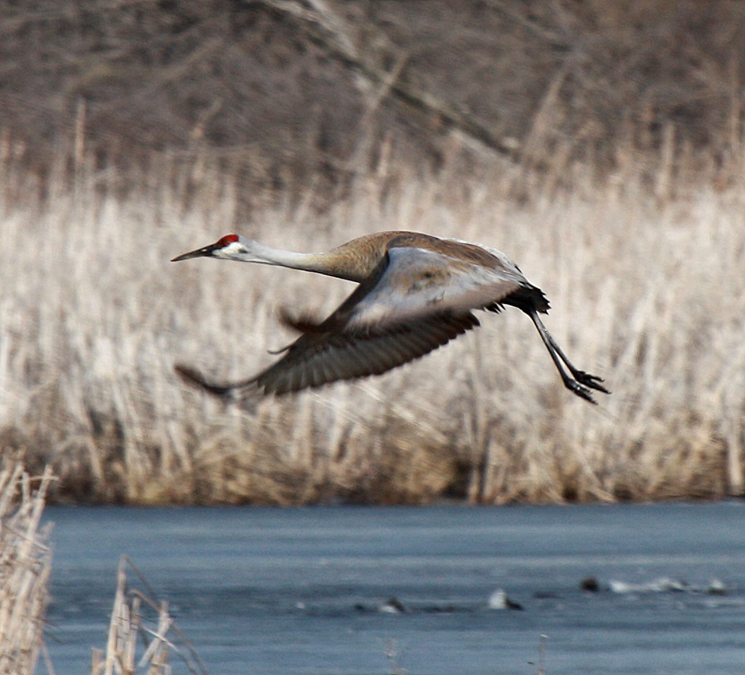 Bird songs often indicate the presence of birds before we see them.  They can also bring back vivid memories of past observations.  Few experiences are so wonderful as hearing the trumpeting sound of sandhill cranes in flight. They are the oldest living bird species with a lineage in the fossil record dating back some ten million years.  Greater Sandhill Cranes are 4 to 5 feet in height and weigh from 10-14 pounds.  Watch for them on the edges of wetlands and in open fields.  They are omnivores feeding on both green plants and seeds, vertebrates such as mice or frogs, and invertebrates such as insects, grubs and worms.