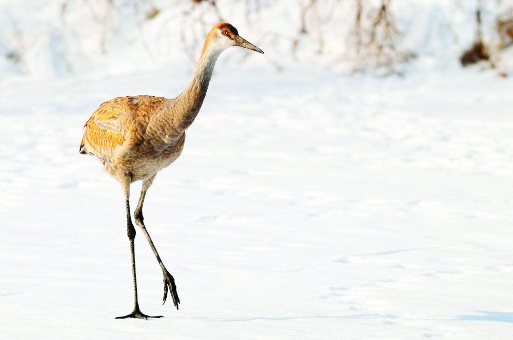 Sandhill Crane Juvinelle