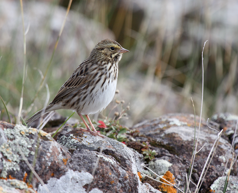 Savannah Sparrow All Rights Reserved Carl Kurtz