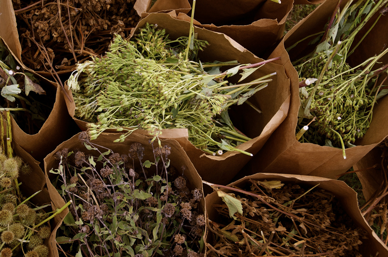 SeedHarvest.Ellsworth