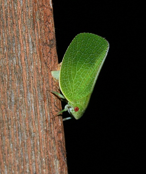 September16_planthoppers