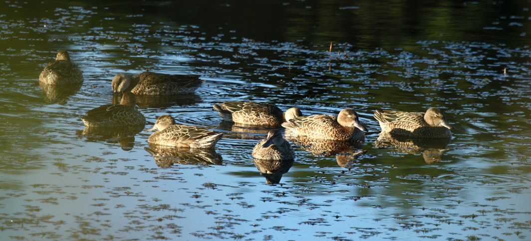 September20_ blue-winged teal