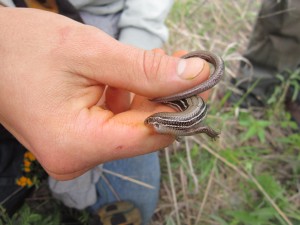 Skink1