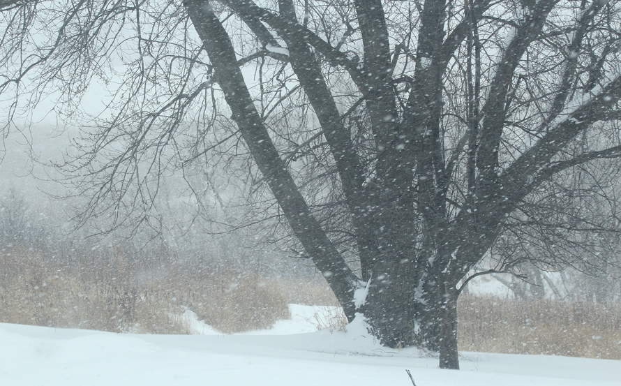Snow comes down in total silence unless it is wind-driven. Then we only hear the sound of the wind. Snowflakes are thin, wafer-like and appear as ice crystals close-up. They are usually six-sided or hexangonal due to the crystal structure of ordinary ice, but can also be triangular in shape and may not be perfectly symmetrical. The most common story we have all heard is that no two snowflakes are identical, however, the laws of probability almost certainly bring that statement into question. Here we see heavy snow driven by a south wind that has reduced visibility to less than one-half mile.