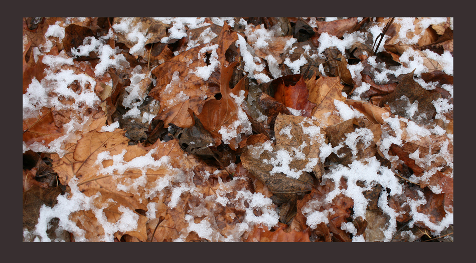 Despite frosty temperatures autumn leaves may regain their rich vibrant colors when covered by wet melting snow. As habitat they provide insulation from the cold for over wintering insects, deer mice, voles and shrews. If they form a protective cover over a brush pile woodchucks, opossums and raccoons can also benefit from their cover.  