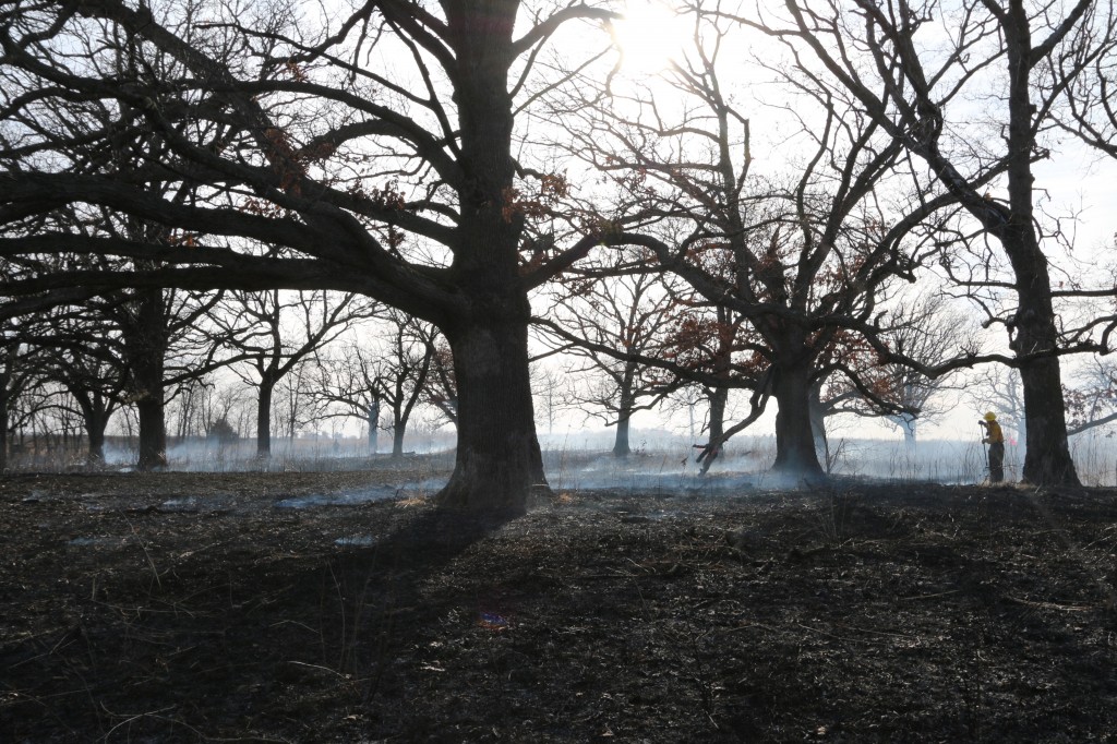 The INHF land stewardship staff checks over an oak savanna shortly after a prescribed burn in Polk County.