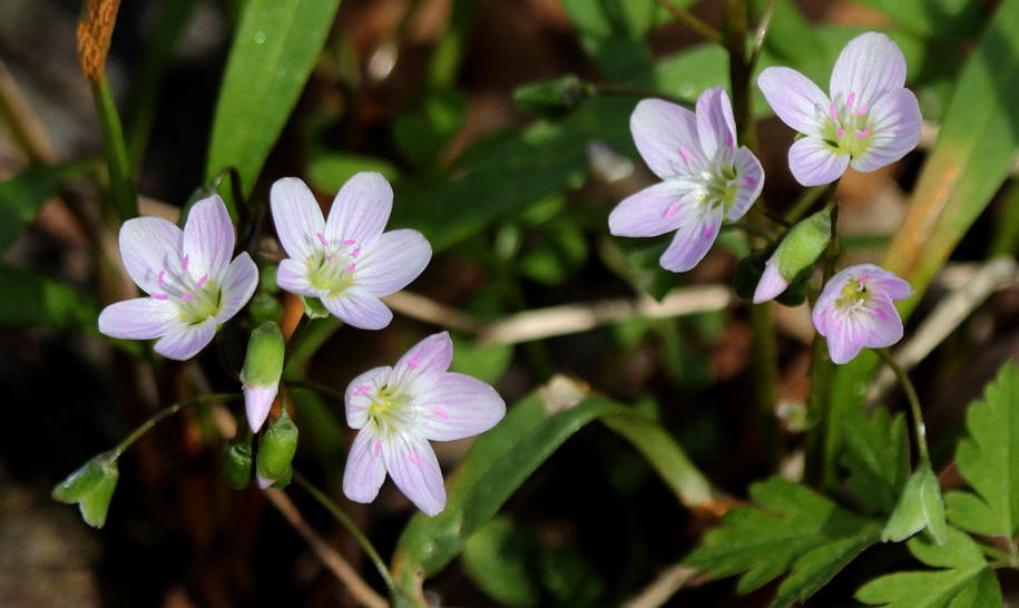 Woodland wildflowers such as Spring Beauty are among the first spring ephemerals to blossom in native woodlands. Like many other woodland plants they flower, produce seed and restore their root reserves before the dense shade of the tree canopies blocks sunlight. Note the pink-striped petals and stamens (male flower-parts) and the long liner leaves.