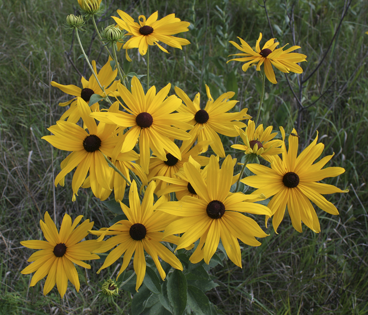 Sweet Coneflowers