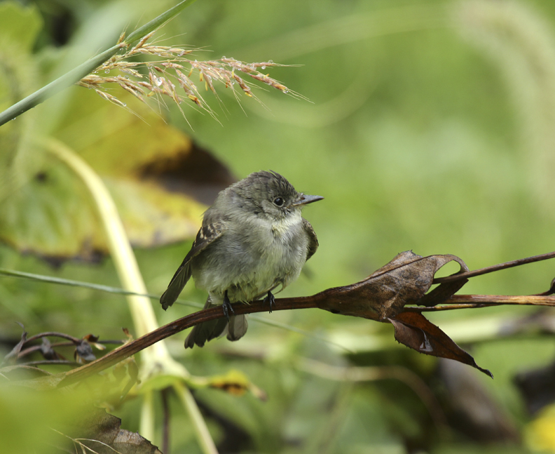 The Eastern Wood Pewee