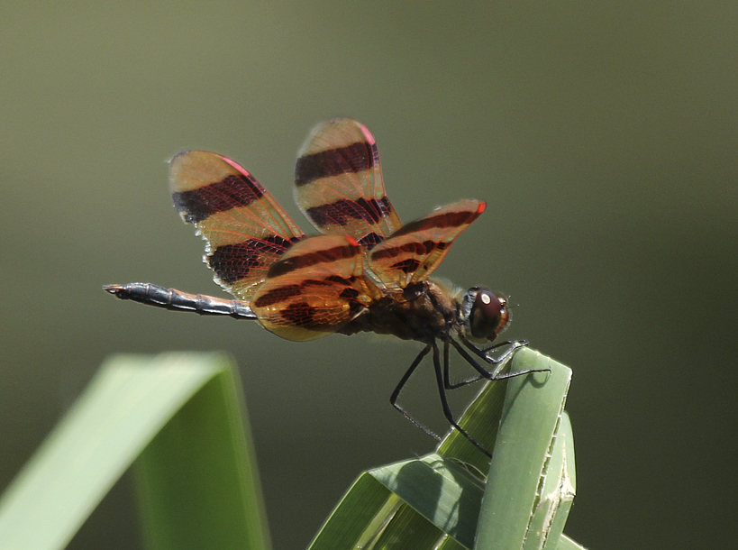 The Halloween Pennant