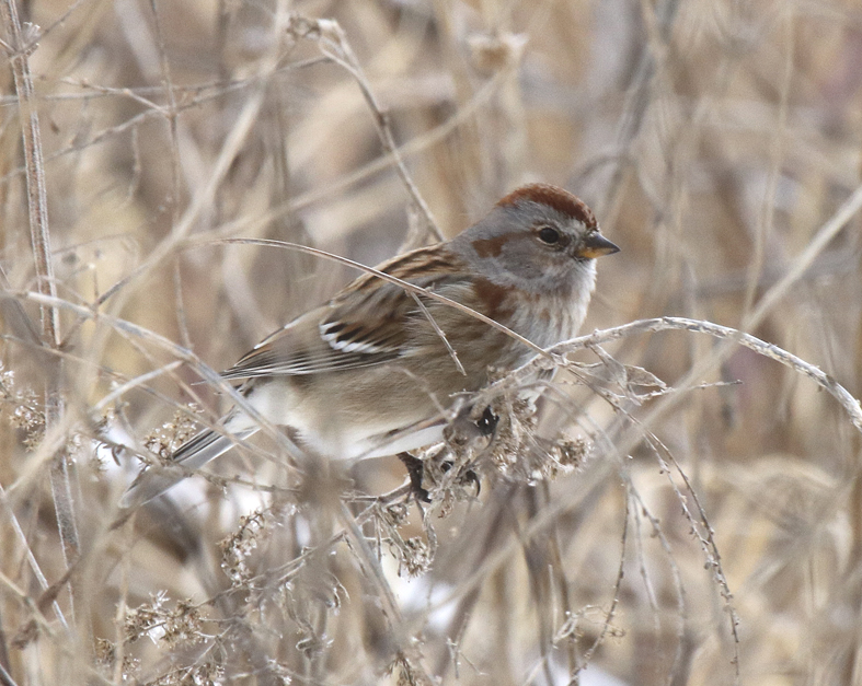 Tree Sparrow in Prairie