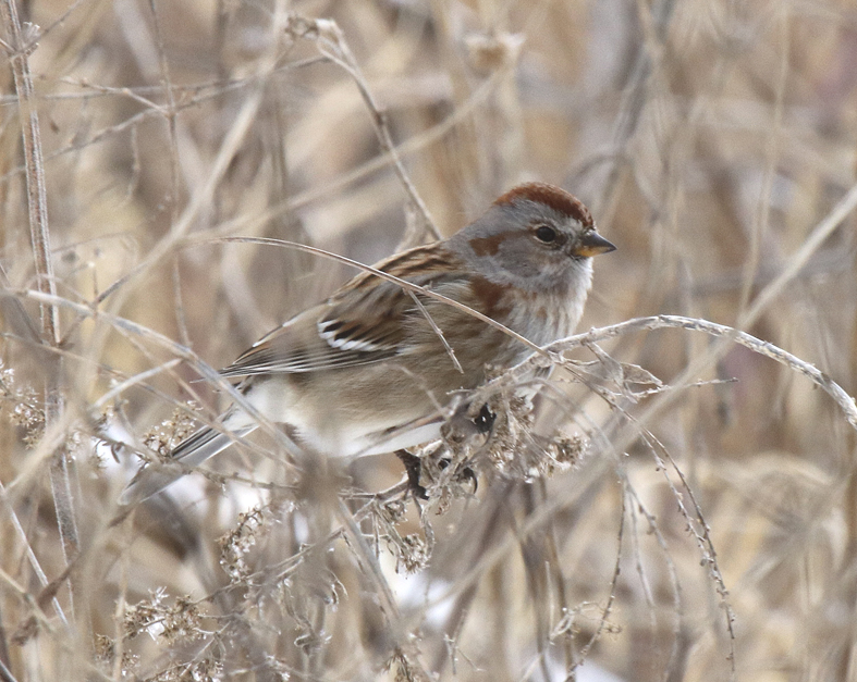 Nature Walk: Cryptic Coloration