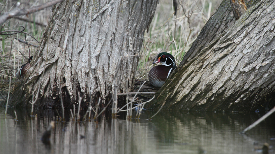 Our eyes often see only what we expect to see, while the camera records whatever is in the viewfinder. Sometimes we are surprised to find objects in our images, which we did not expect.  How many wood ducks do you see in this photograph? I saw only one when I captured the image.
