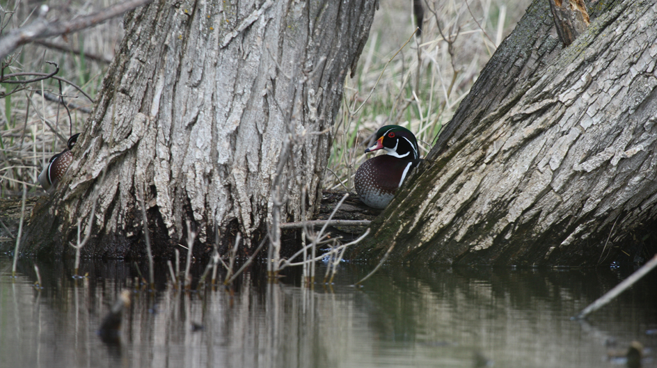 Our eyes often see only what we expect to see, while the camera records whatever is in the viewfinder. Sometimes we are surprised to find objects in our images, which we did not expect. How many wood ducks do you see in this photograph? I saw only one when I captured the image.