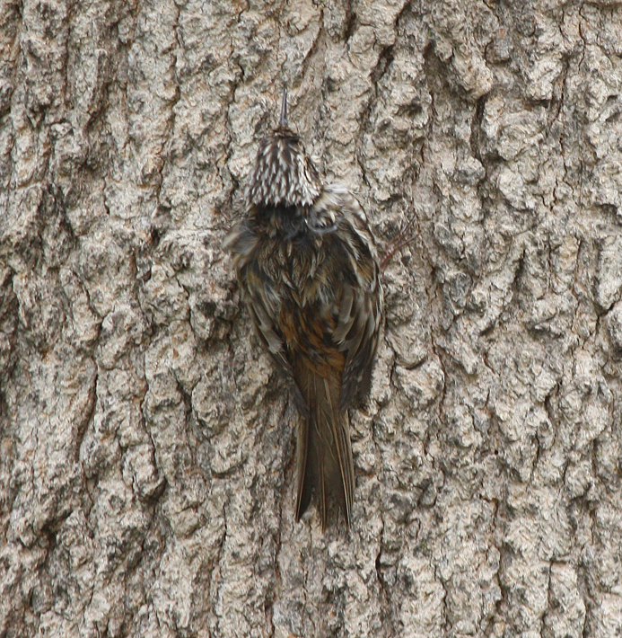 Mottled plumages of birds such as the brown creeper offer perfect camouflage. Creepers are tiny birds (less than six inches in length) that search the bark of trees for insects or spiders and their egg cases tucked in furrows or beneath layers of bark. Their starting point is usually near the base of a tree and they spiral upwards around its trunk. We have seen them respond to flowing sap on maples, which also attracts insects.