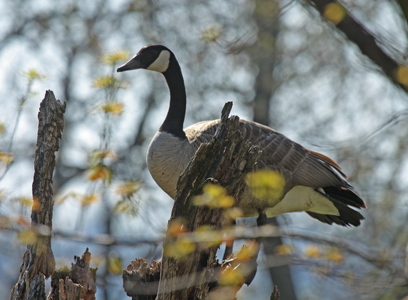 Canada geese are large waterfowl. They usually nest on the ground, out on floating vegetation or on inlands surrounded by water. Geese, like all wildlife, are individuals, which sometimes have other ideas that are atypical of the species. Two years running this pair of geese have appeared in our front yard to check out an old silver maple tree as a potential nesting site.