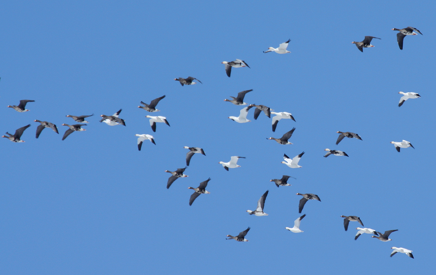 The sound of spring is carried on the wind.  At first we often hear just a faint and distant honking, but careful observation may reveal pencil-like lines of birds above the horizon.  Soon we know geese are on the move.  Greater white-fronted geese have a call that is higher pitched than Canada geese or snow geese.  They dominate this group along with a few snow geese.  The northward migration for waterfowl is not a foregone conclusion.   Fickle spring weather with frozen lakes often reroutes them back south where there is open water. 