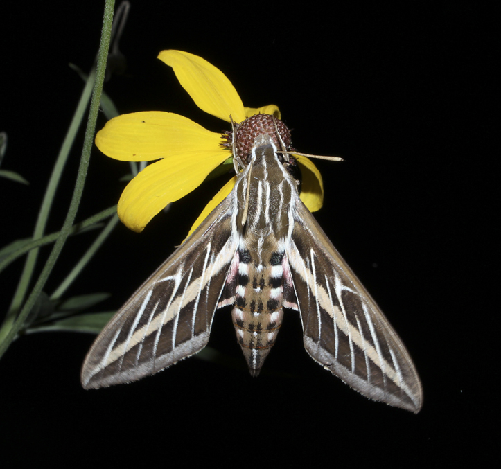 The white-lined sphinx is a large moth and sometimes referred to as a hummingbird moth.  They are generally common in late summer and are often seen feeding on garden flowers.  Like many species in nature, they are beautifully designed with line, pattern and color.  To generate heat in the cool of an evening, they often quiver their wings.