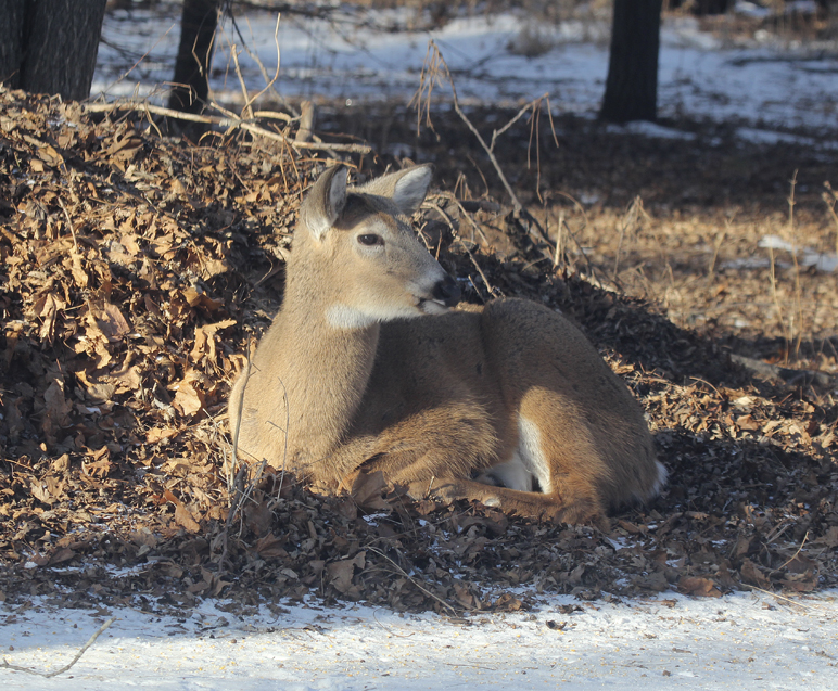 White-tailed deer survive winter cold by taking advantage of available food supplies and utilizing habitat to reduce the effects of penetrating cold. This doe found shelter from the wind in a small woodland and insulation from the frozen earth on a thick bed of dry leaves. Freedom from disturbance also reduces stress and the need for extra food.