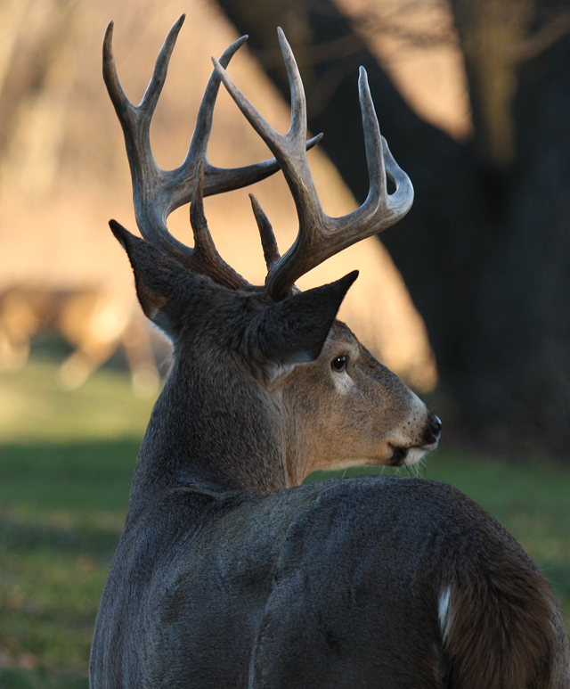 White-tailed buck All Rights Reserved Carl Kurtz