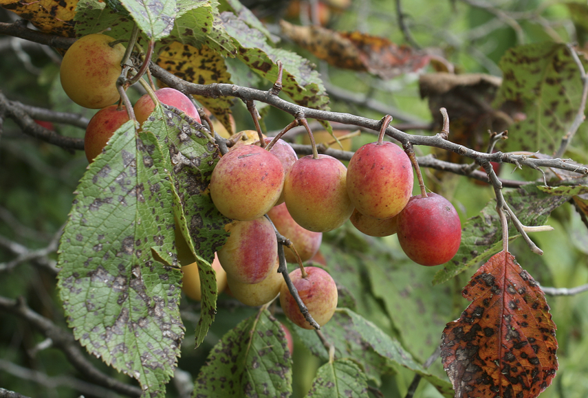 Wild Plum