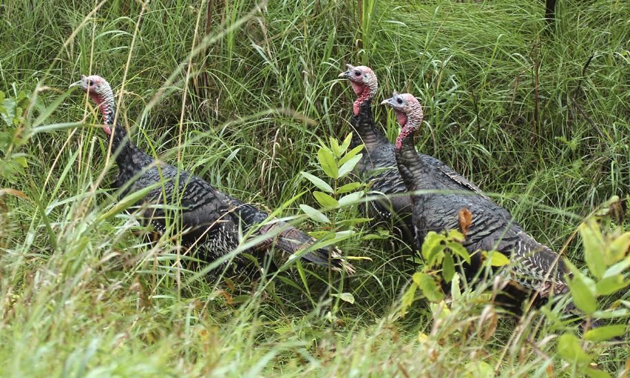 Wild Turkeys