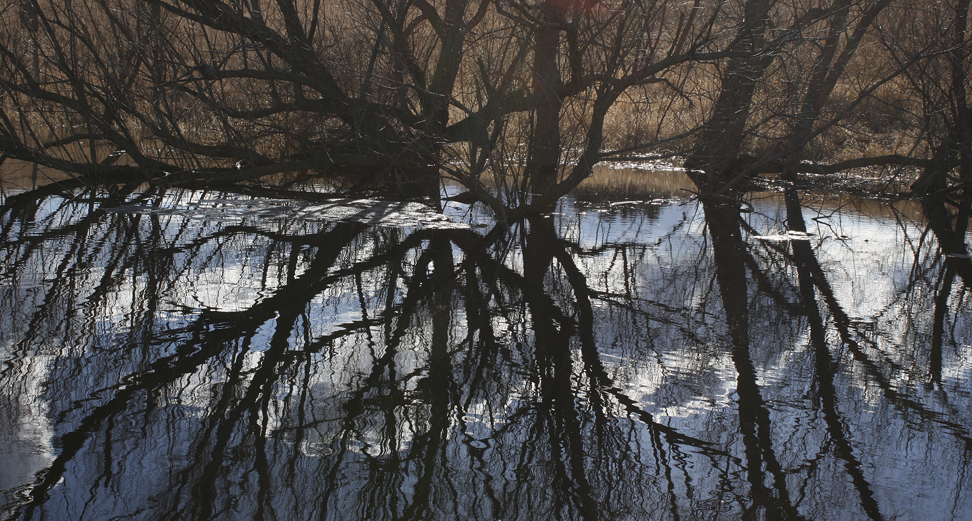 In ponds with thick layers of ice the first major spring thaw makes few changes unless melt-water floats the ice sheet.  Dry prairie potholes, however, become instant open water ponds for migrating waterfowl and spring peepers or chorus frogs.  If black willows are on its edge, they may be a favorite hangout for wood ducks.