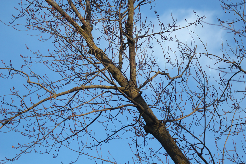 Six months of each year most deciduous trees are leafless with barren branches.  They are not really barren, however, since they are covered with new buds that formed in the fall.  In this silver maple, they will become red with flowers in late April and new leaves will form in May.  Buds also provide a rich food source for fox squirrels, gray squirrels and birds through the winter months.  Take note of the trees in your area and you will see the buds of each species are unique. 