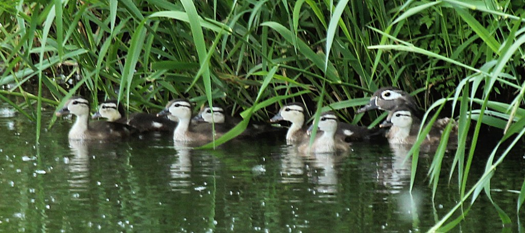 Wood Ducks