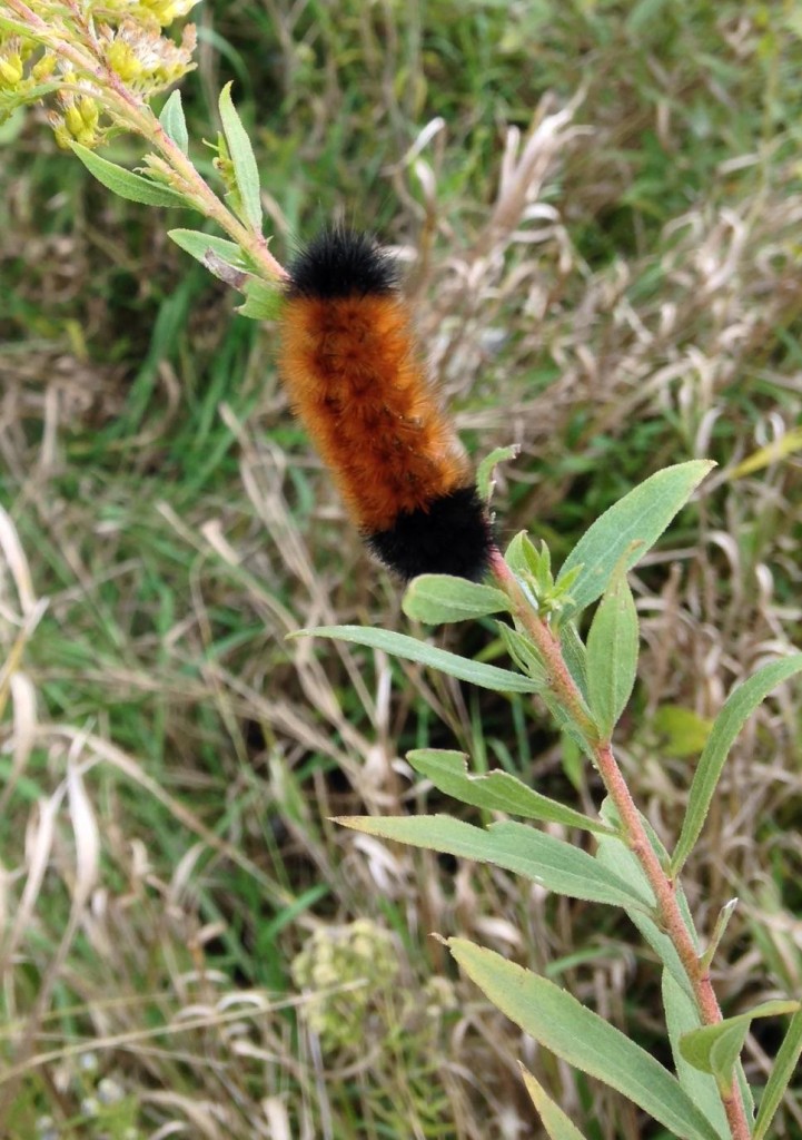 Woolly Bears