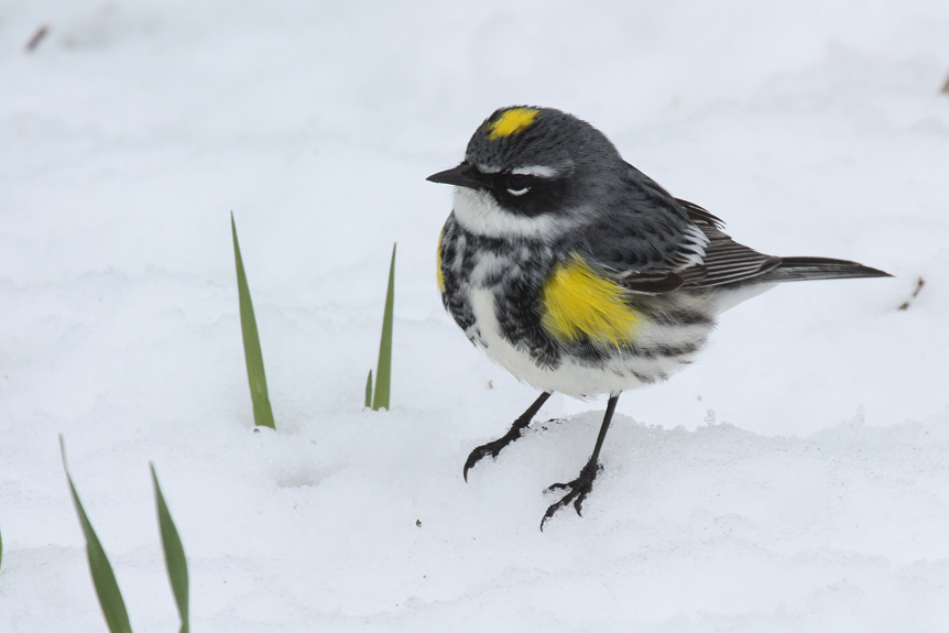 During our recent snowy weather, we observed warblers, which are basically insectivorous, feeding along our melted gravel driveway and in the adjacent woodland. They were constantly eating, although there was no evidence of flying insects. In the woods they sought out open spots where the snow had melted. A palm warbler and the yellow-rumped warbler pictured here would approach within a yard of my feet when I stood still. We need to remember bad weather creates opportunities for unique encounters with wildlife.