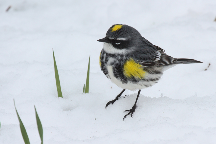 During our recent snowy weather, we observed warblers, which are basically insectivorous, feeding along our melted gravel driveway and in the adjacent woodland.  They were constantly eating, although there was no evidence of flying insects. In the woods they sought out open spots where the snow had melted.  A palm warbler and the yellow-rumped warbler pictured here would approach within a yard of my feet when I stood still. We need to remember bad weather creates opportunities for unique encounters with wildlife.