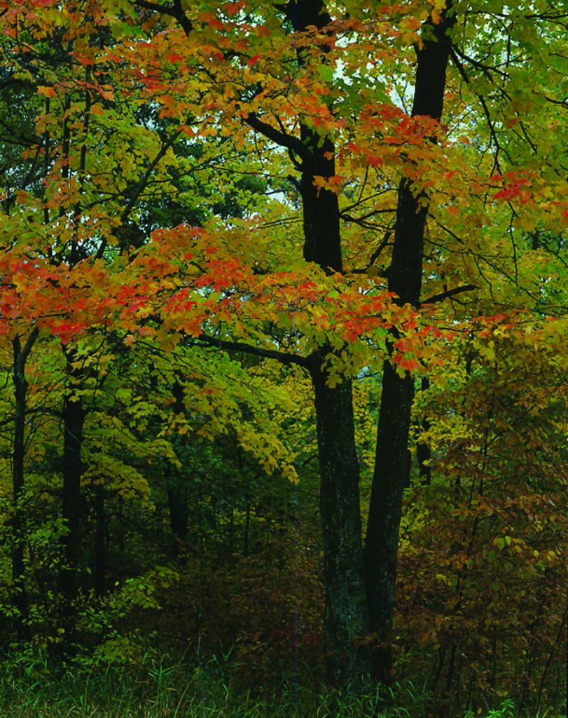 Yellow River State Forest