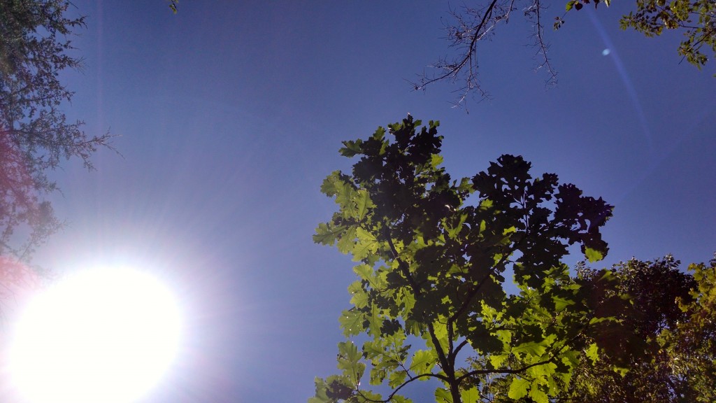 Young Bur Oak