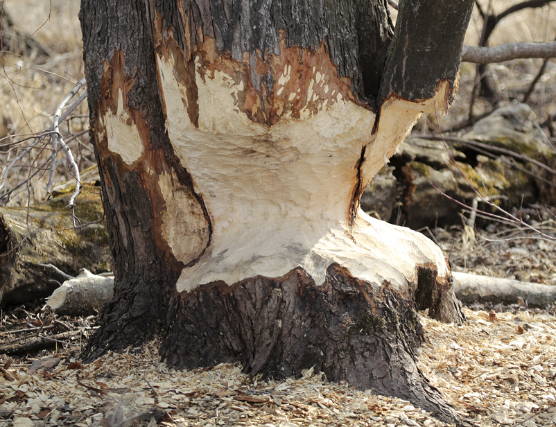 “Cottonwoods, willows and silver maples are three of the most common lowland tree species utilized by beavers. Branches from these and other trees species are used for the construction of dams across rivers and streams; however, small branches, fresh bark and buds are also an important food supply.” – Carl Kurtz