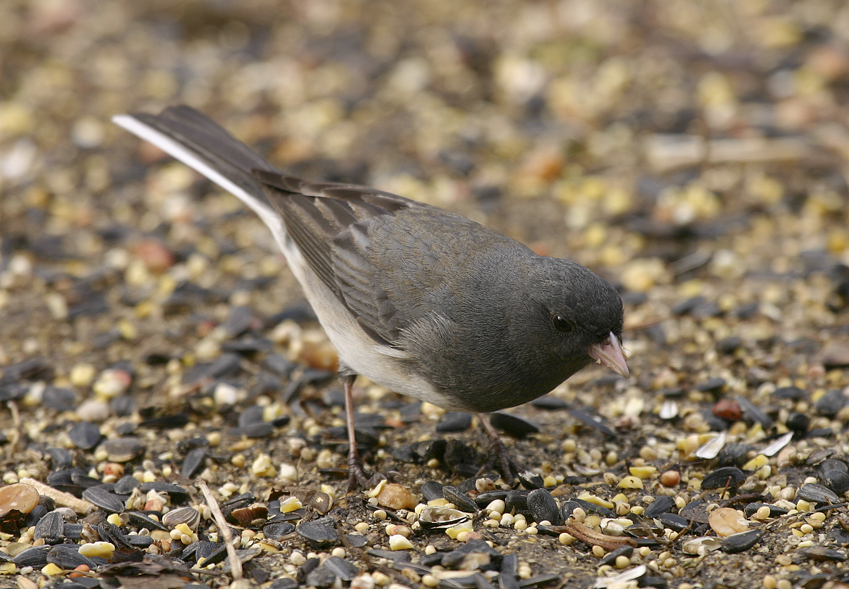 “Year around feeding of song and game birds is practiced across the country. According to the Cornell Laboratory of Ornithology, bird feeding has been an American tradition for more than 150 years. There are a wide variety of feeders one can hang from poles strategically placed on one's yard; however, one can often attract more species and larger numbers by placing food on the ground. It is familiar territory for common winter visitors such as the dark-eyed junco.” – Carl Kurtz