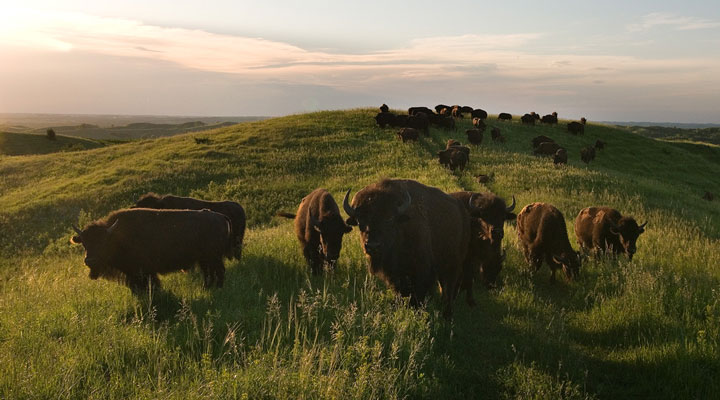 bison-in-loess-hills