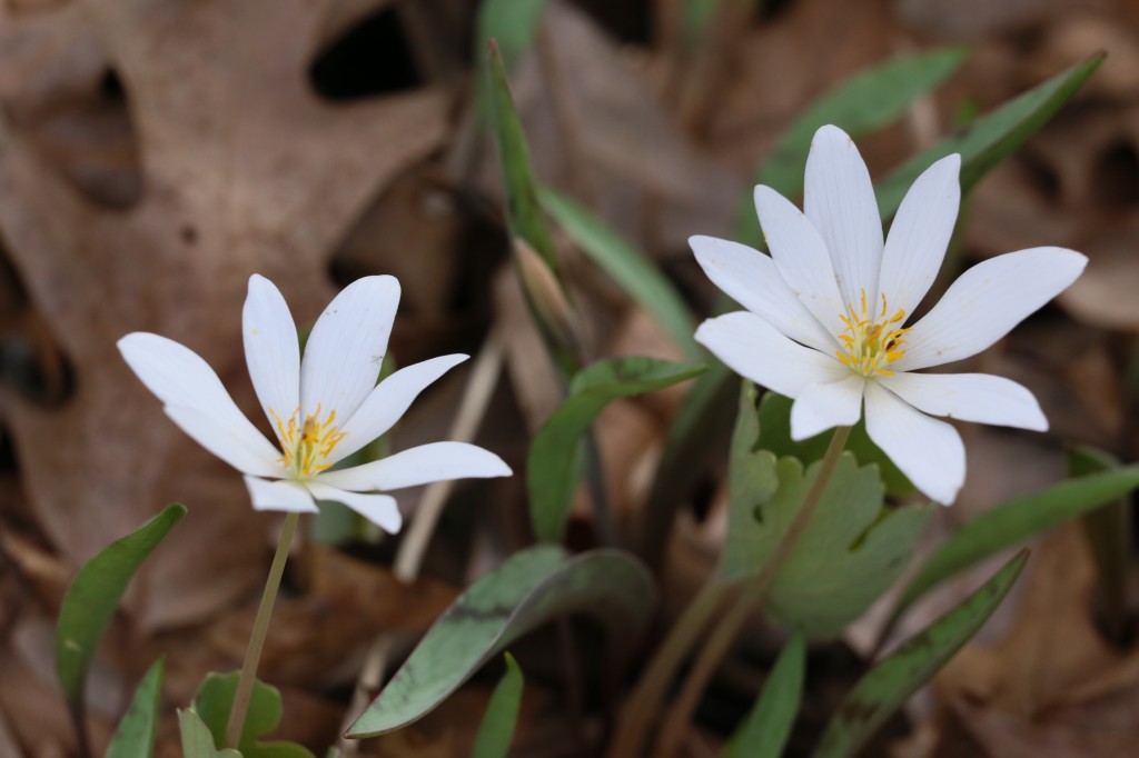 bloodroot.SP